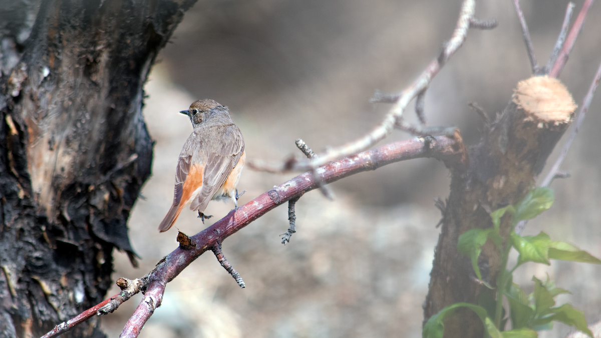 Common Redstart - Alireza Dindar