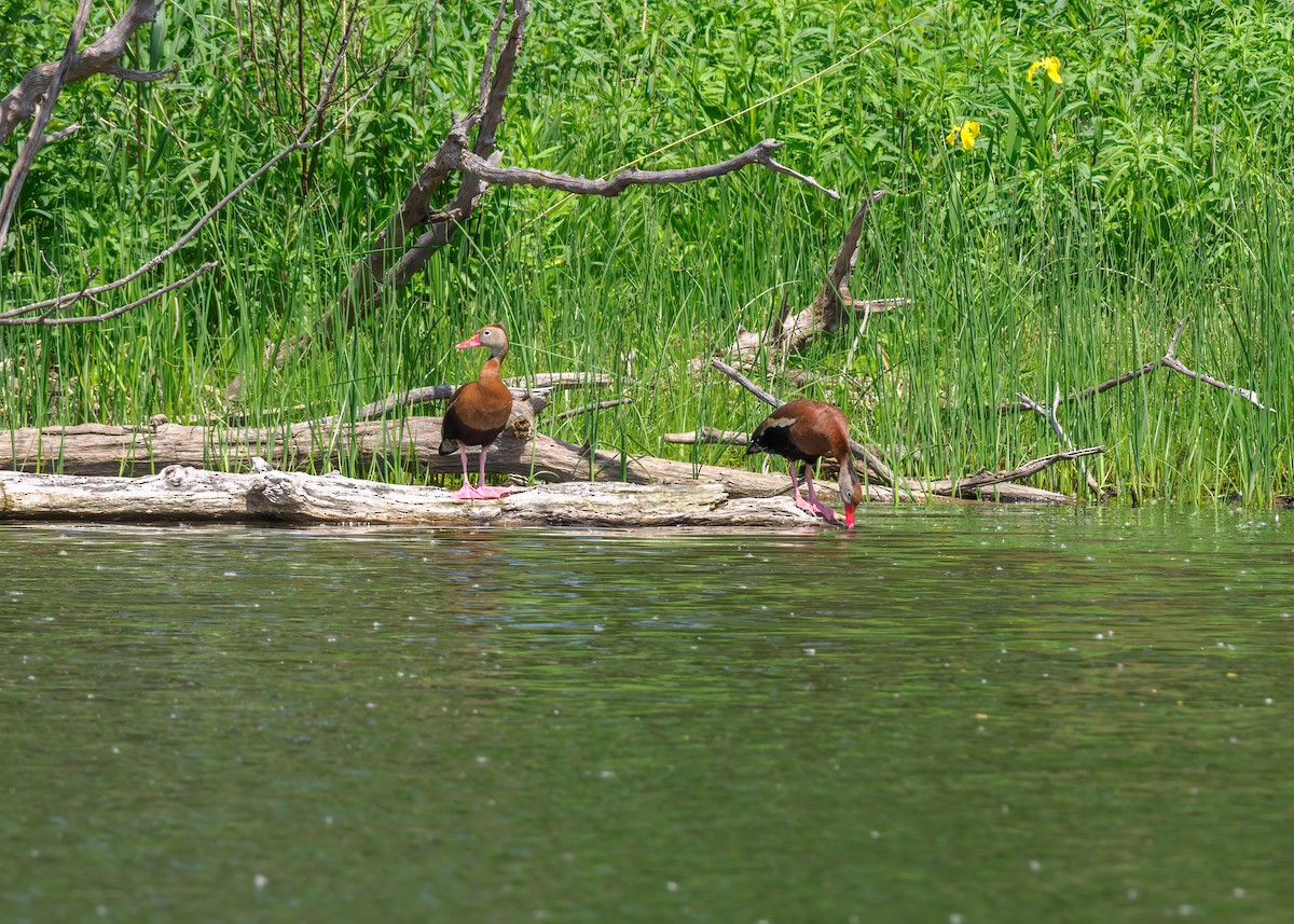 Black-bellied Whistling-Duck - Edward Jay Rehm