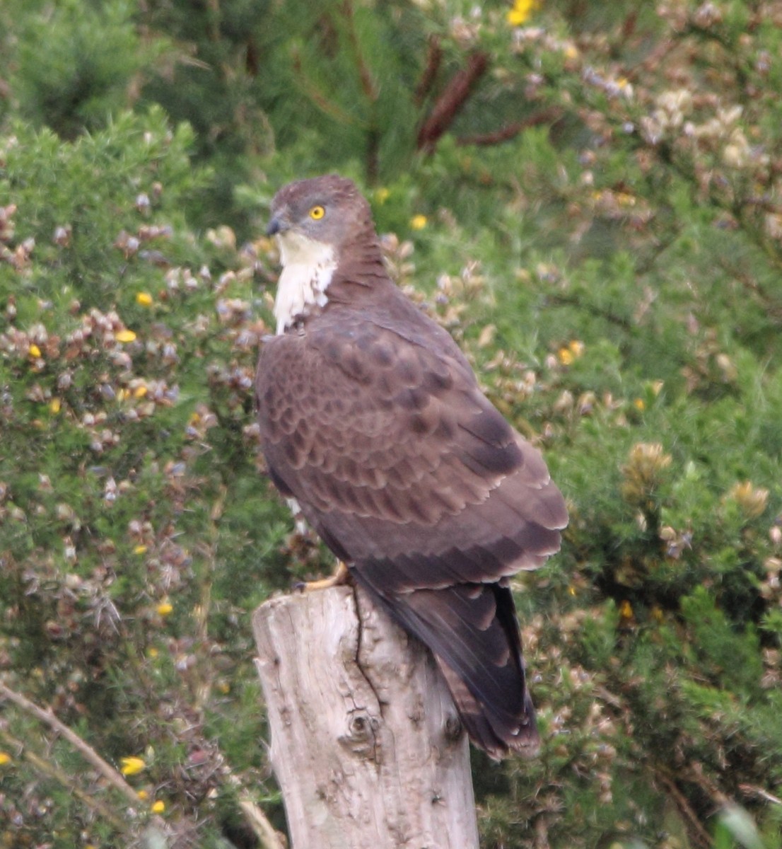 European Honey-buzzard - Pablo Miki Garcia Gonzalez