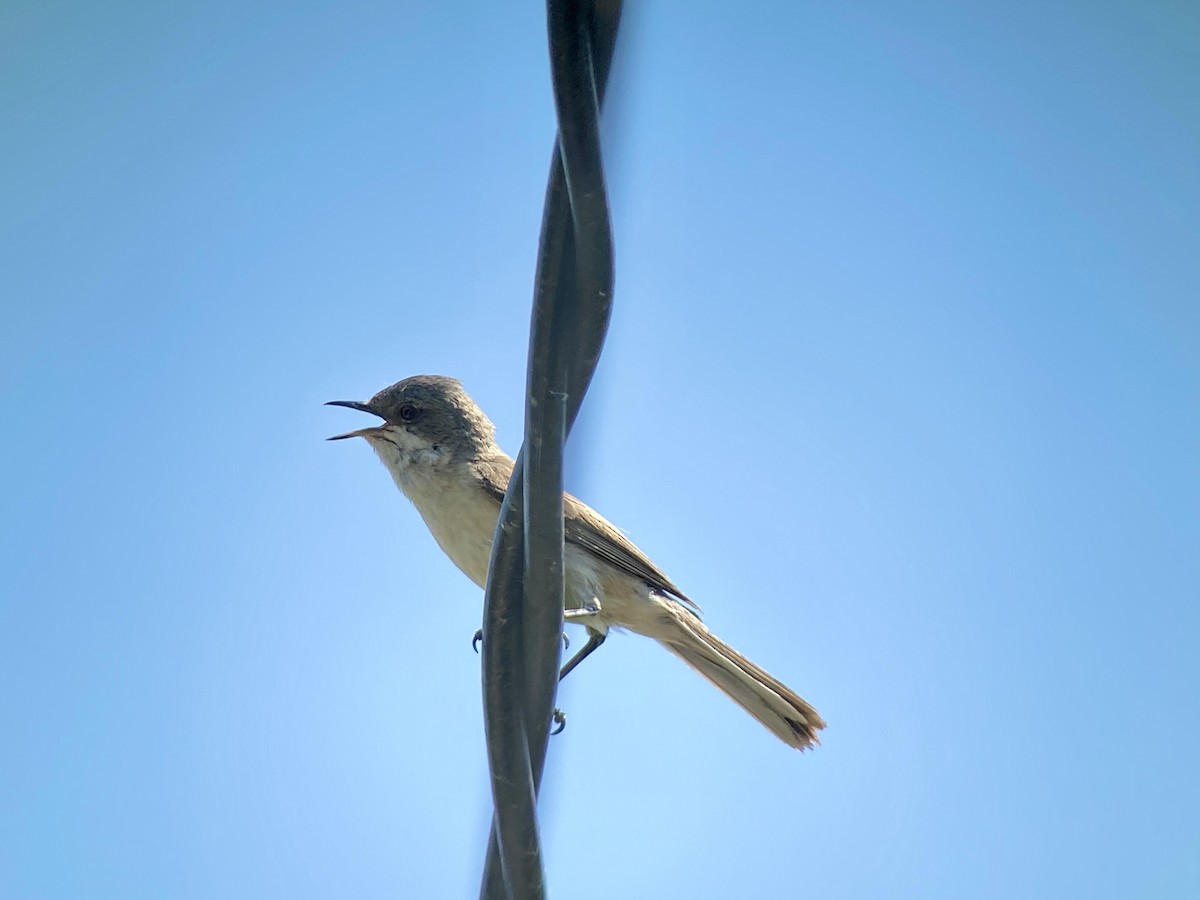 Lesser Whitethroat - Oriol Soler