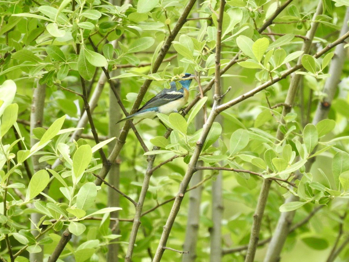 Lazuli Bunting - Sachi Snively