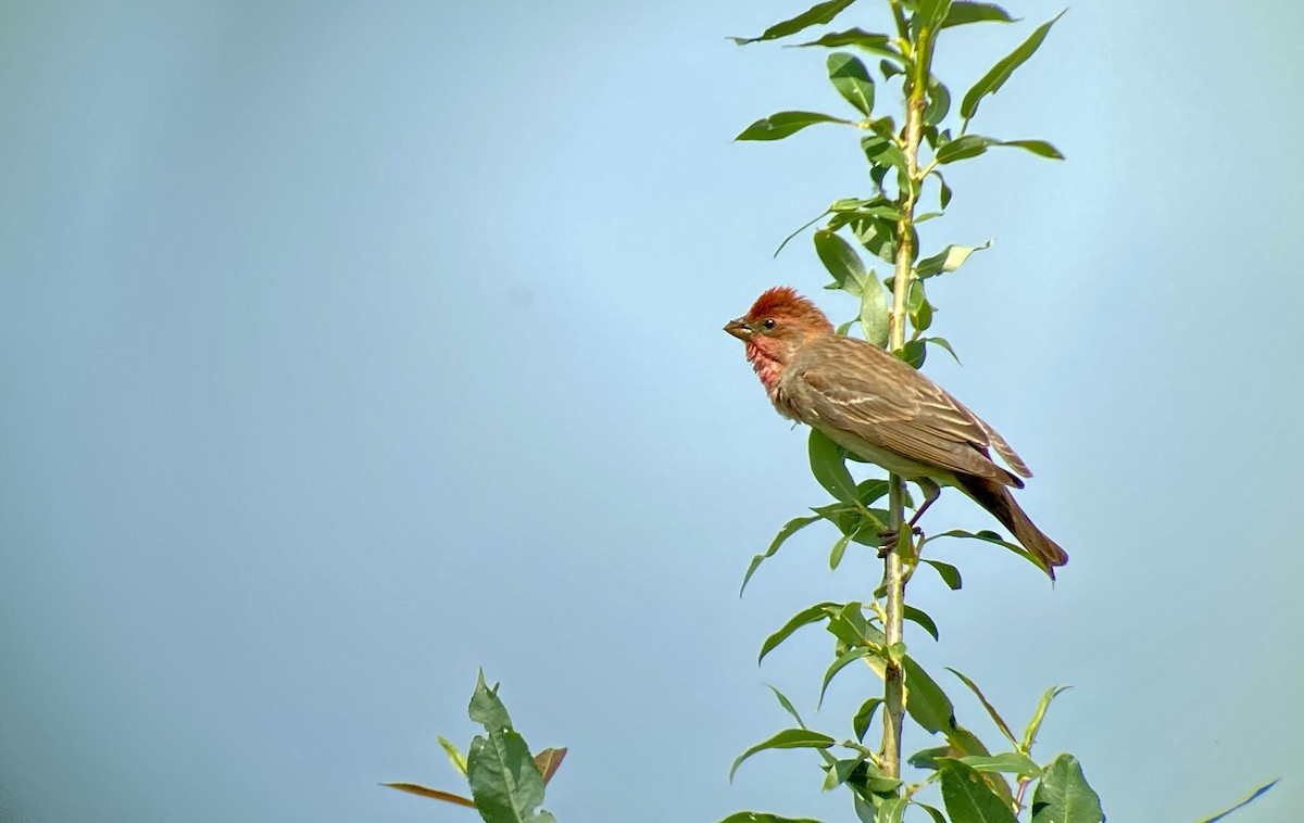 Common Rosefinch - Oriol Soler