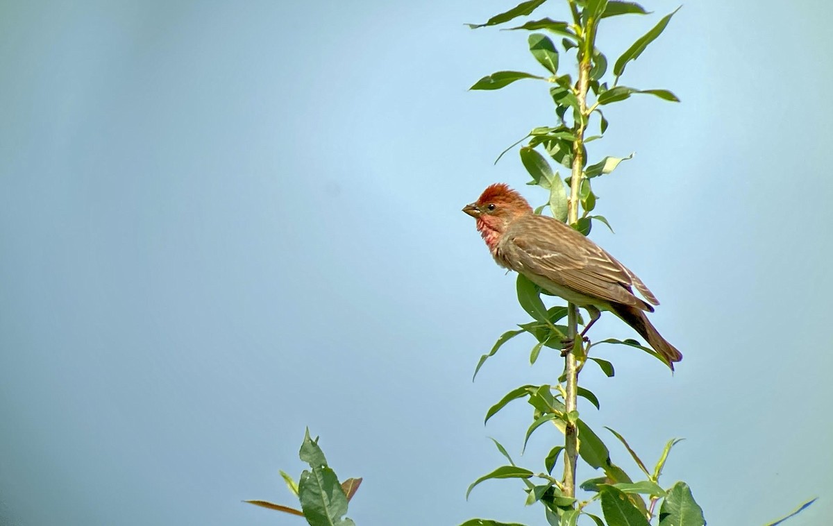 Common Rosefinch - ML619539251