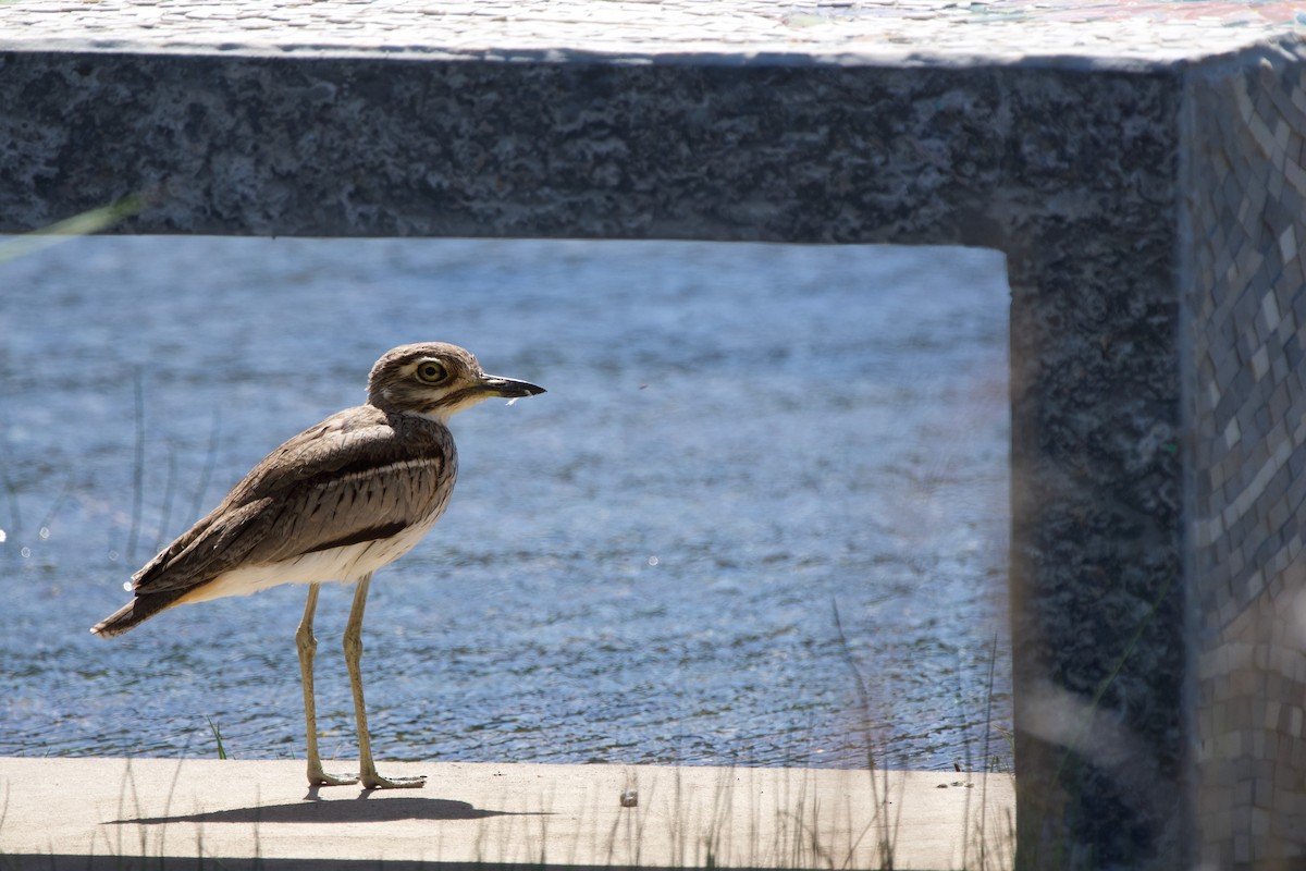 Water Thick-knee - Nick Leiby