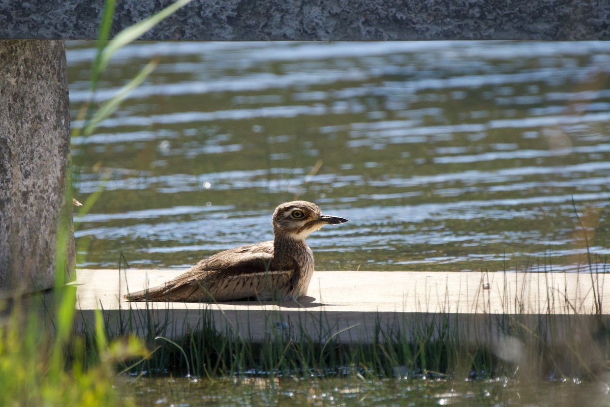 Water Thick-knee - Nick Leiby