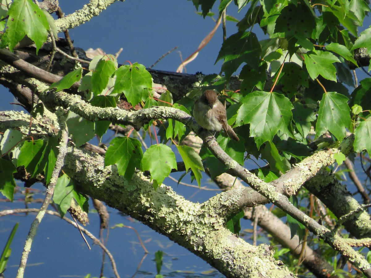 Eastern Phoebe - scott baldinger