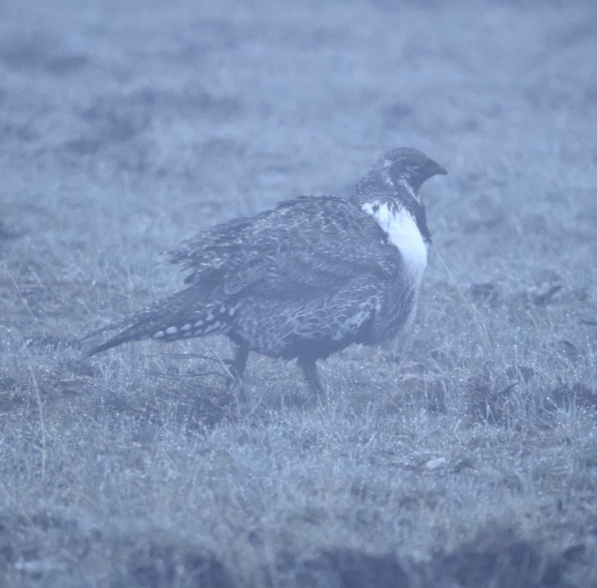 Greater Sage-Grouse - ML619539262