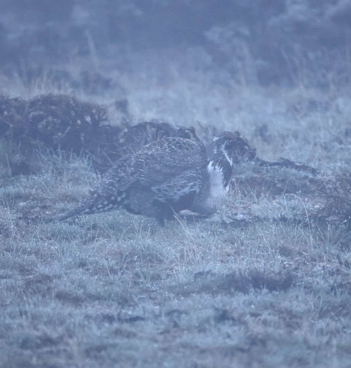 Greater Sage-Grouse - ML619539263