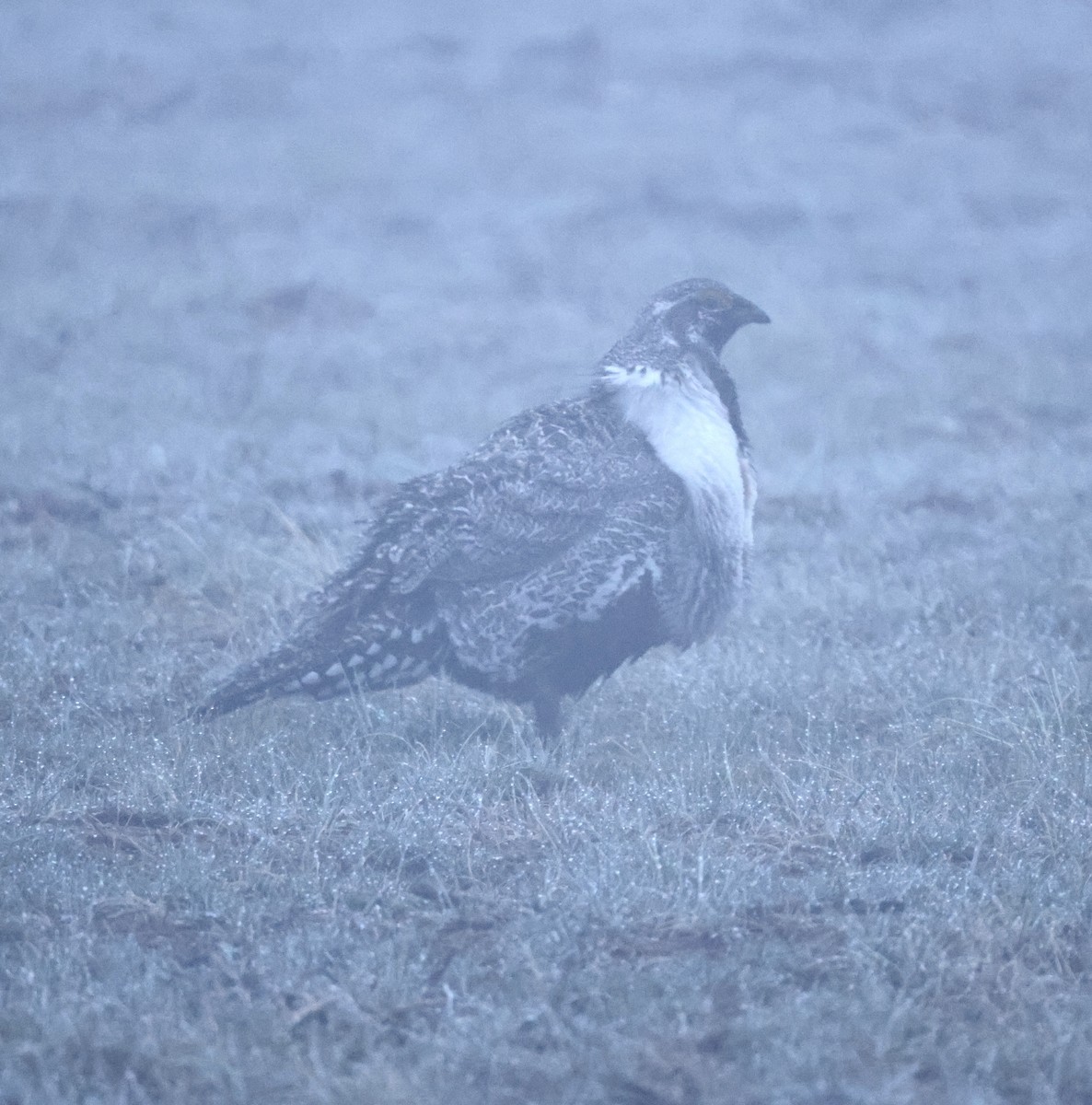 Greater Sage-Grouse - ML619539264