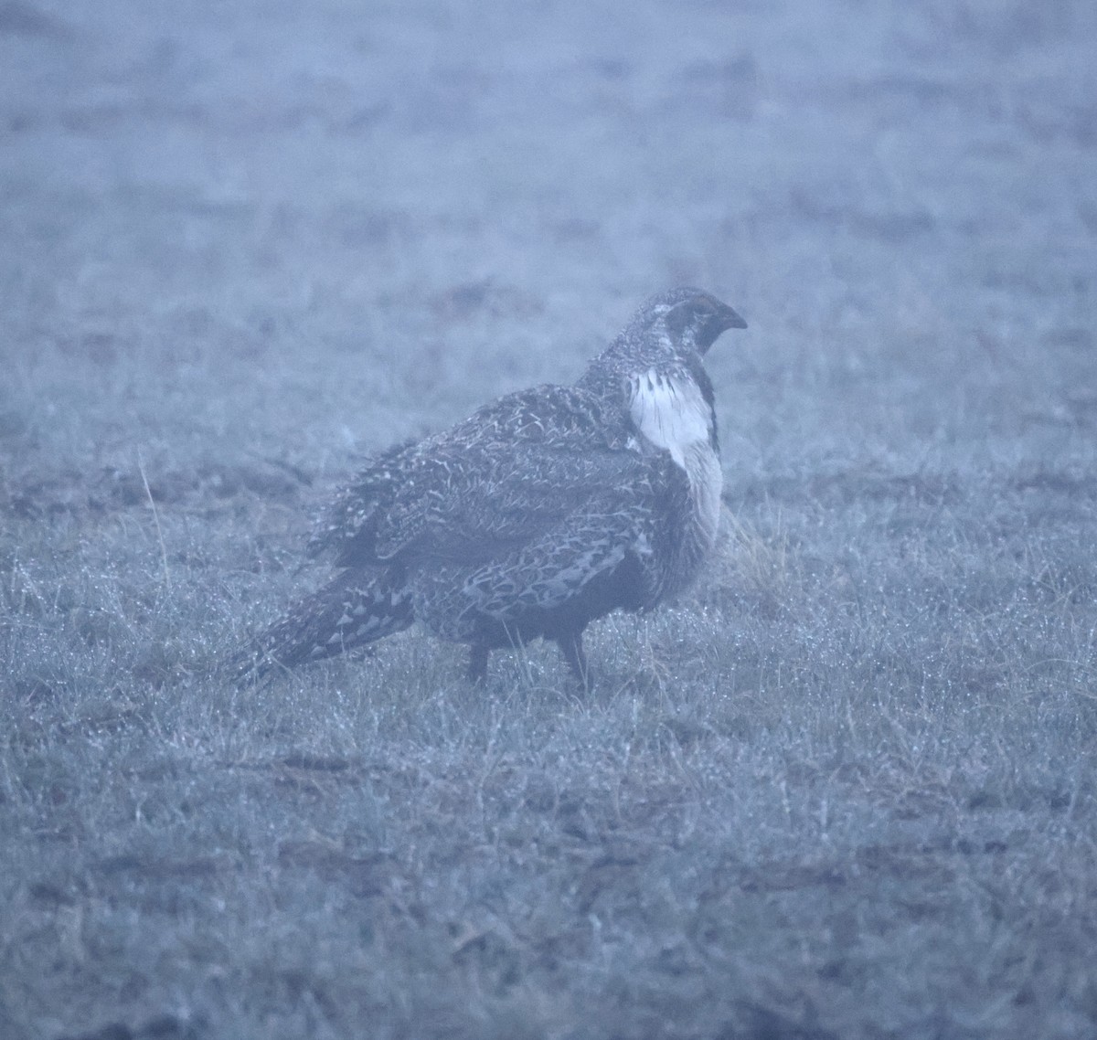 Greater Sage-Grouse - ML619539265