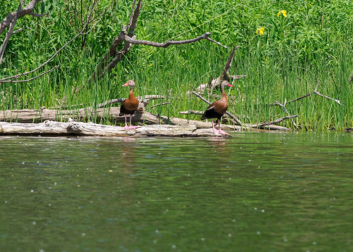 Black-bellied Whistling-Duck - Edward Jay Rehm