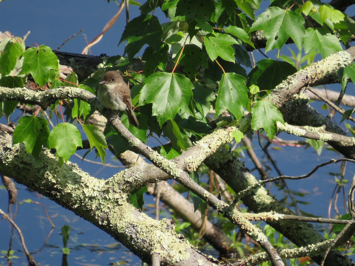 Eastern Phoebe - scott baldinger