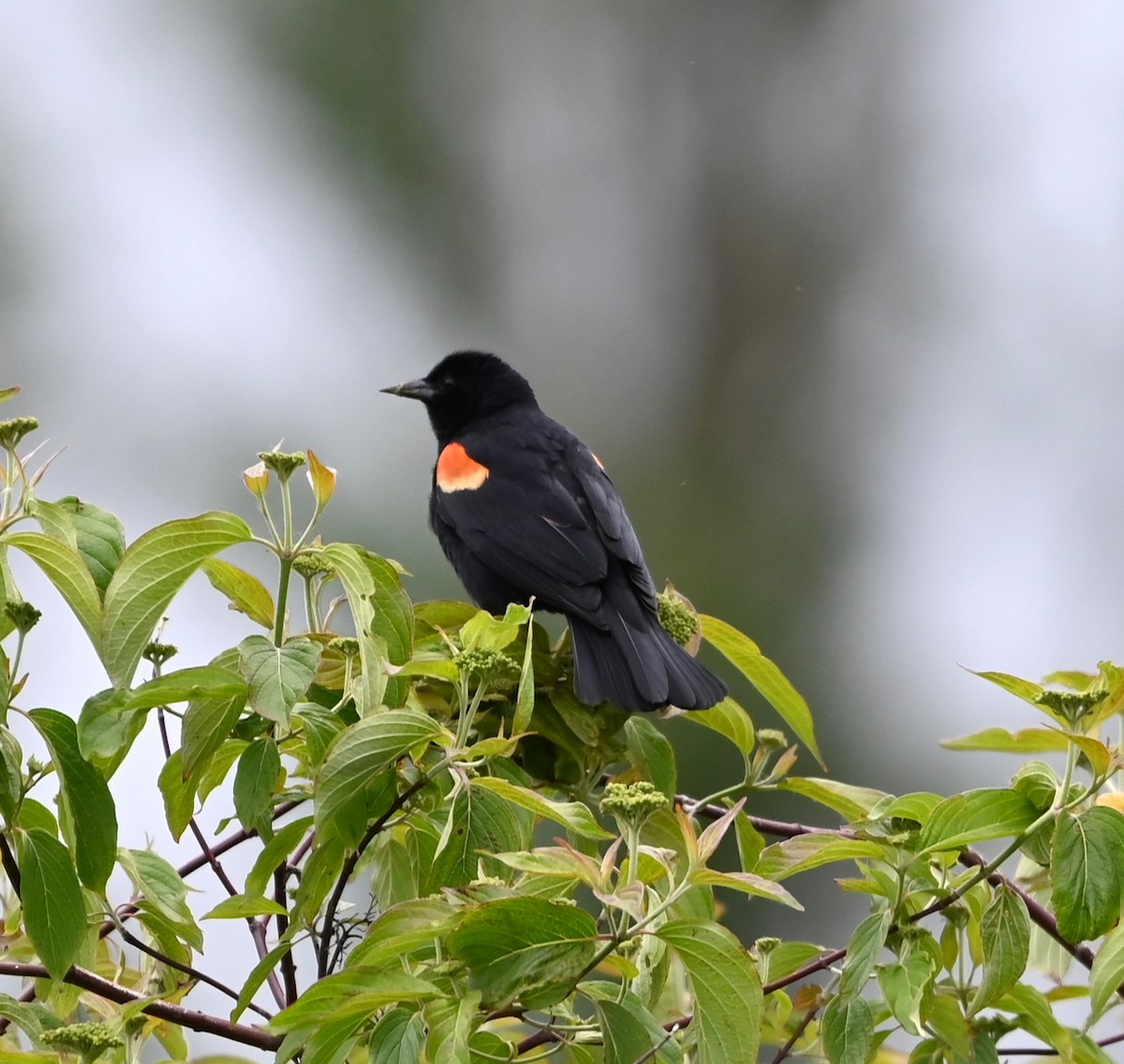 Red-winged Blackbird - Ralph Erickson