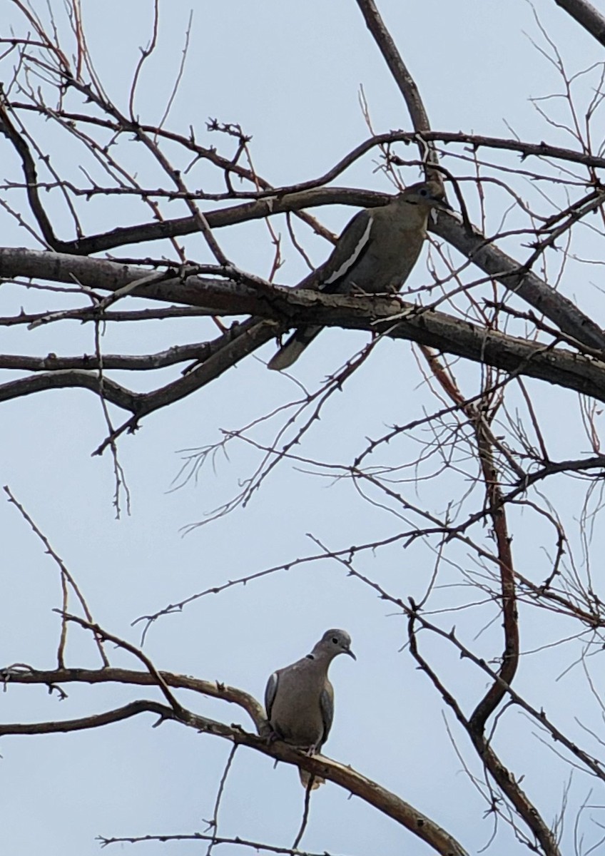 White-winged Dove - ML619539273