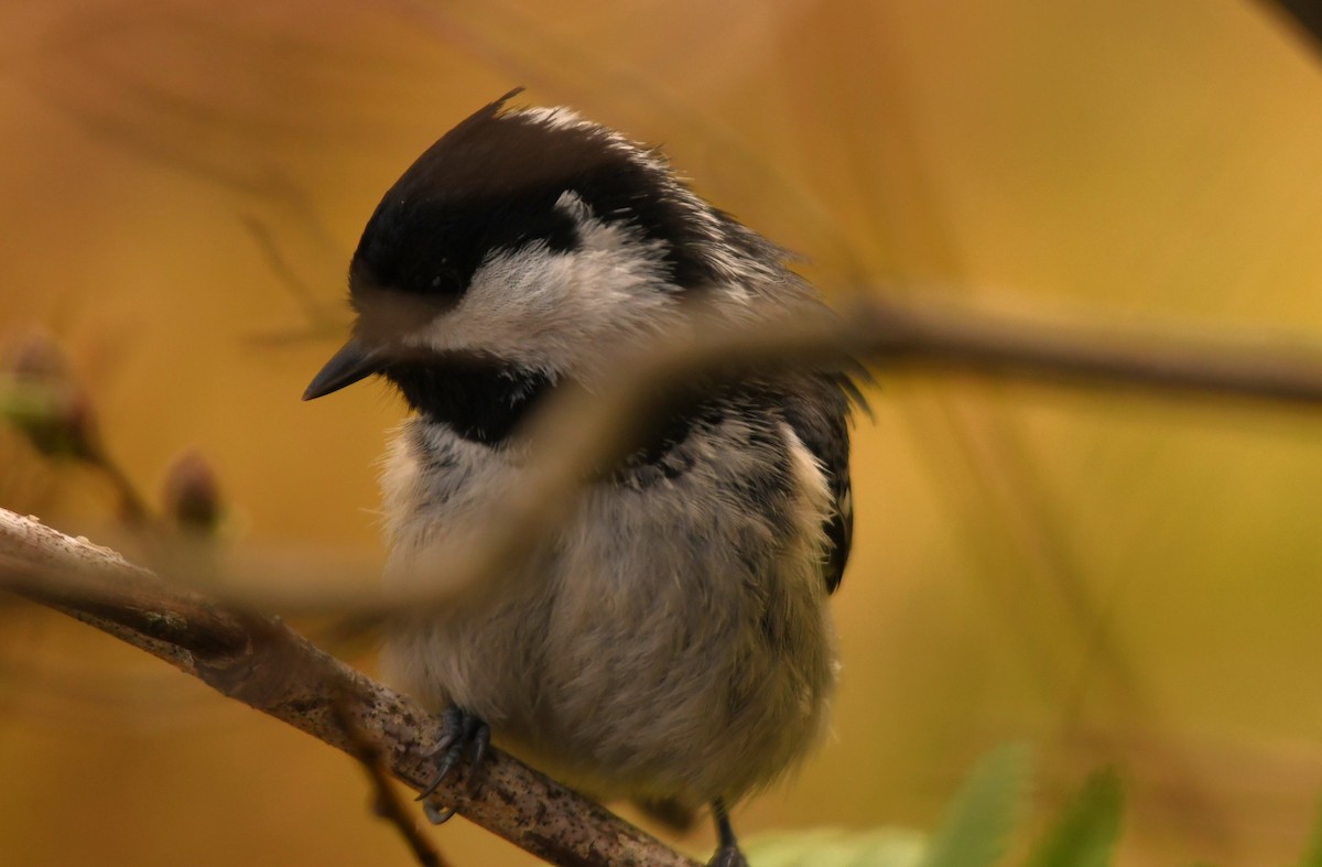 Coal Tit - Sunanda Vinayachandran