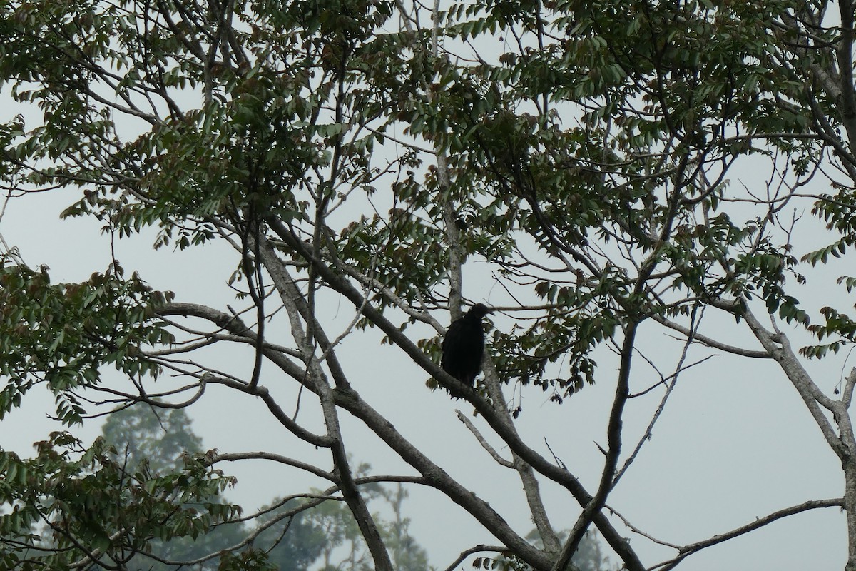 Black Vulture - Jason Griffin-Mauff