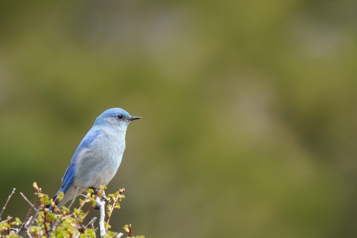 Mountain Bluebird - Conor Tompkins