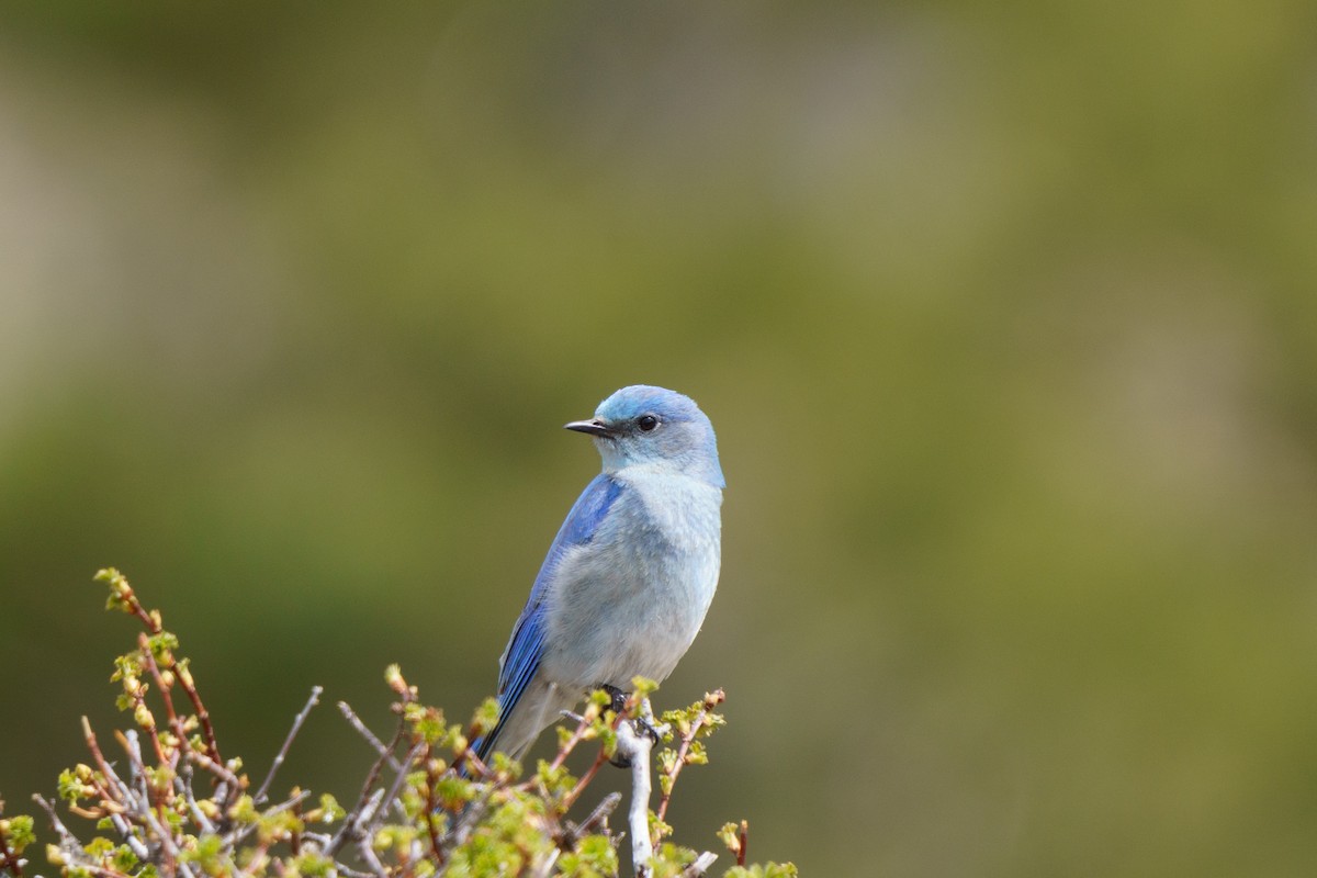 Mountain Bluebird - Conor Tompkins