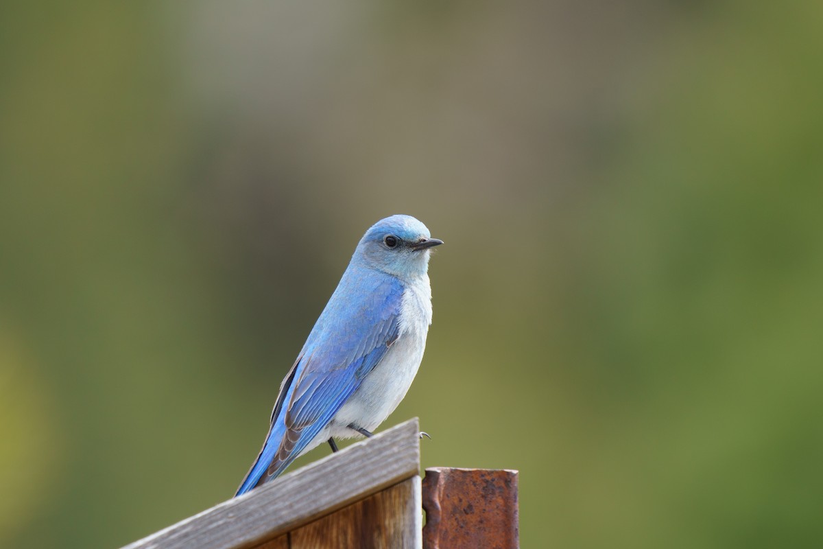 Mountain Bluebird - Conor Tompkins