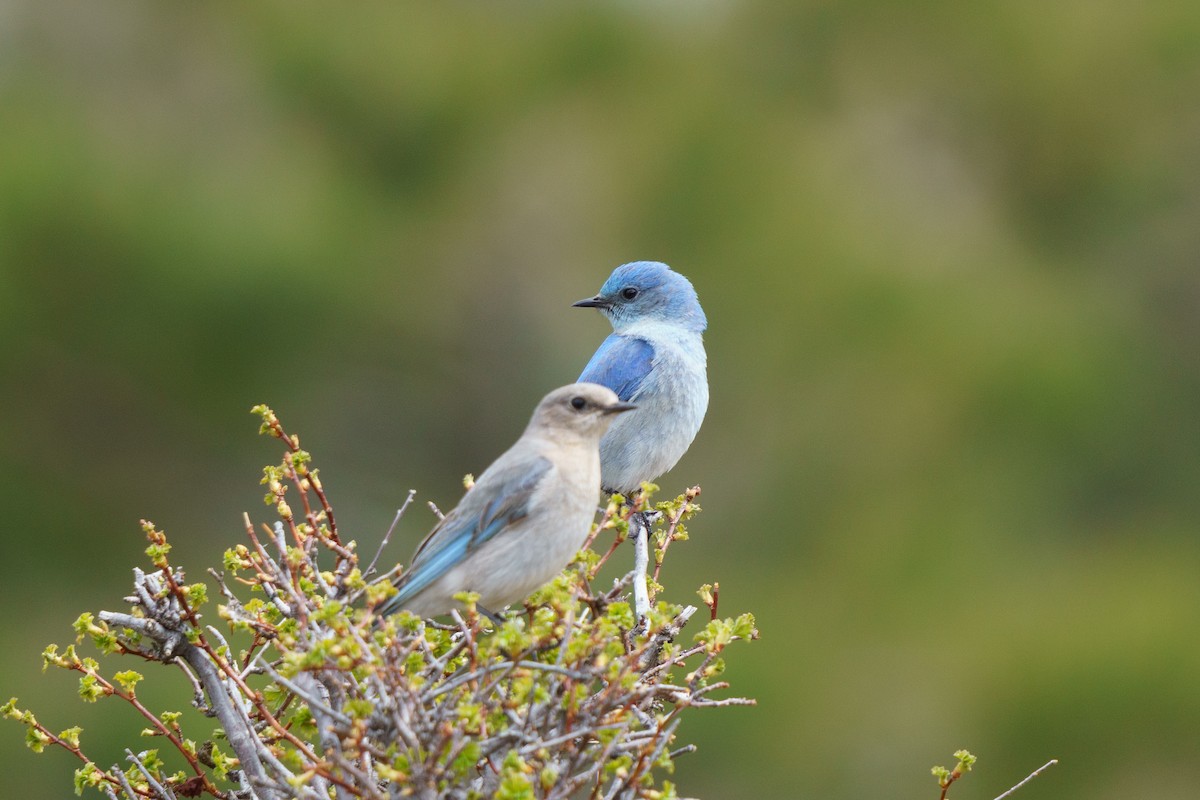 Mountain Bluebird - Conor Tompkins