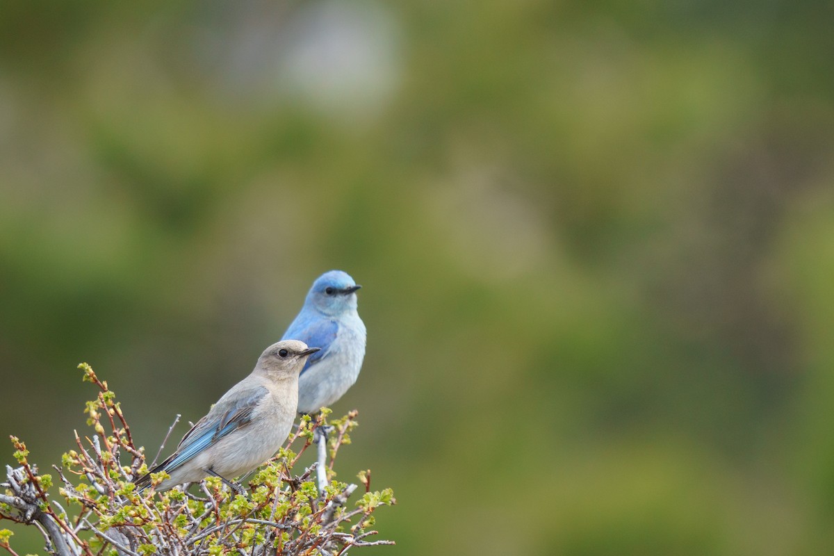 Mountain Bluebird - Conor Tompkins