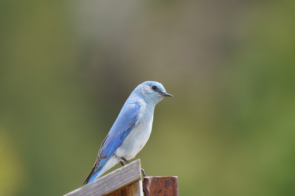 Mountain Bluebird - Conor Tompkins