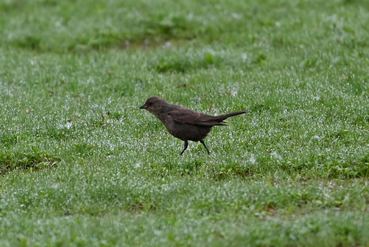 Brown-headed Cowbird - Ralph Erickson