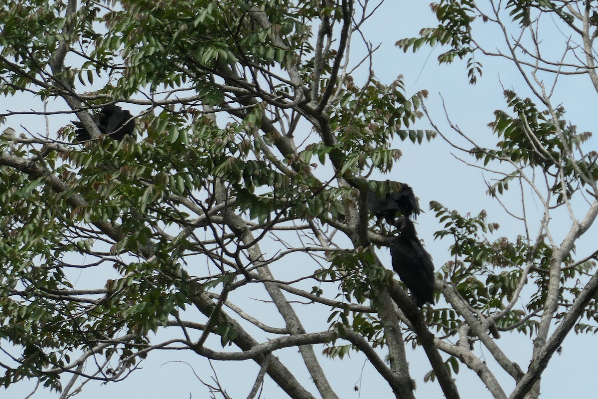 Black Vulture - Jason Griffin-Mauff