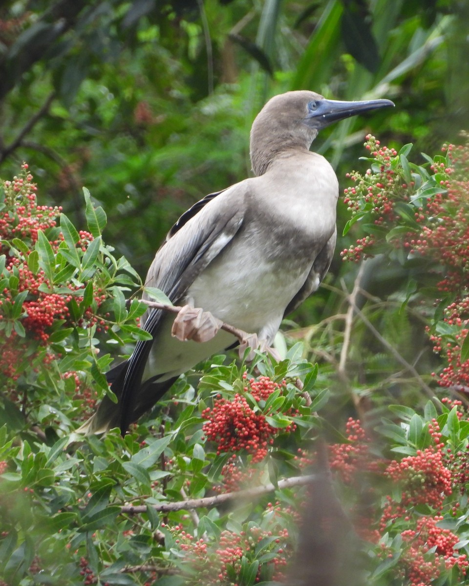 Red-footed Booby - Nick Komar