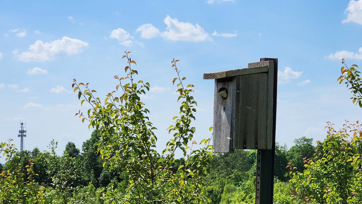 Tree Swallow - Nyx Stratton