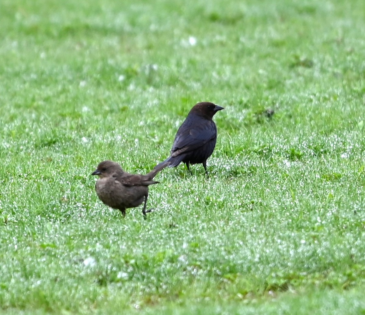 Brown-headed Cowbird - Ralph Erickson