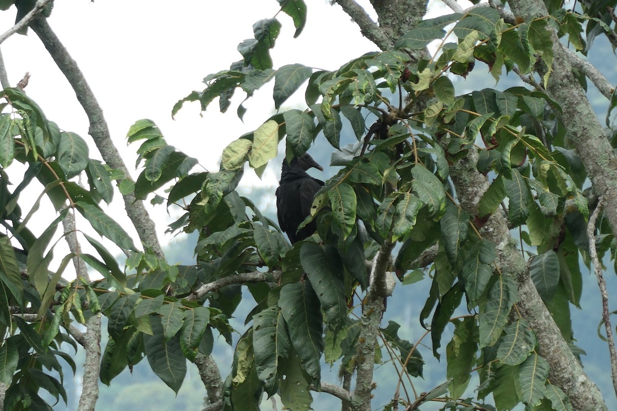 Black Vulture - Jason Griffin-Mauff