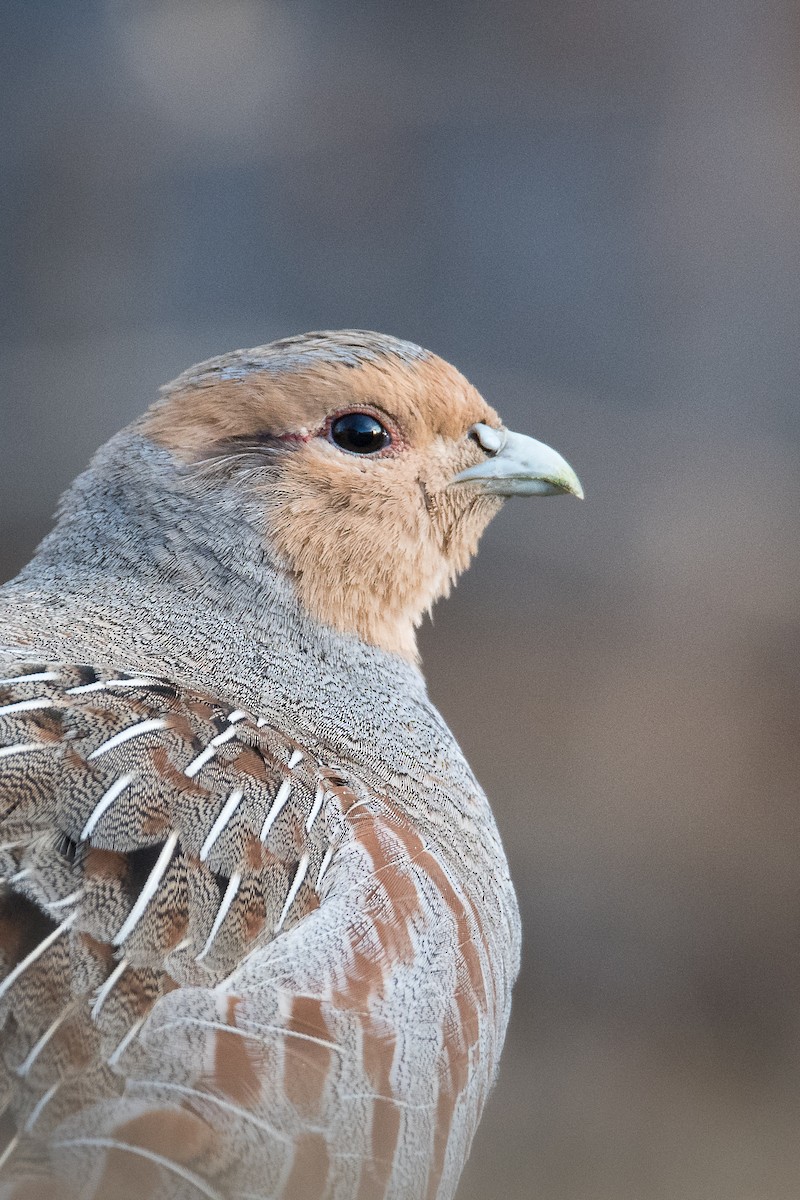 Gray Partridge - Jameson Koehn