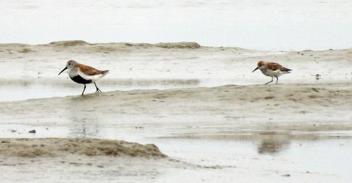 Western Sandpiper - Jock McCracken