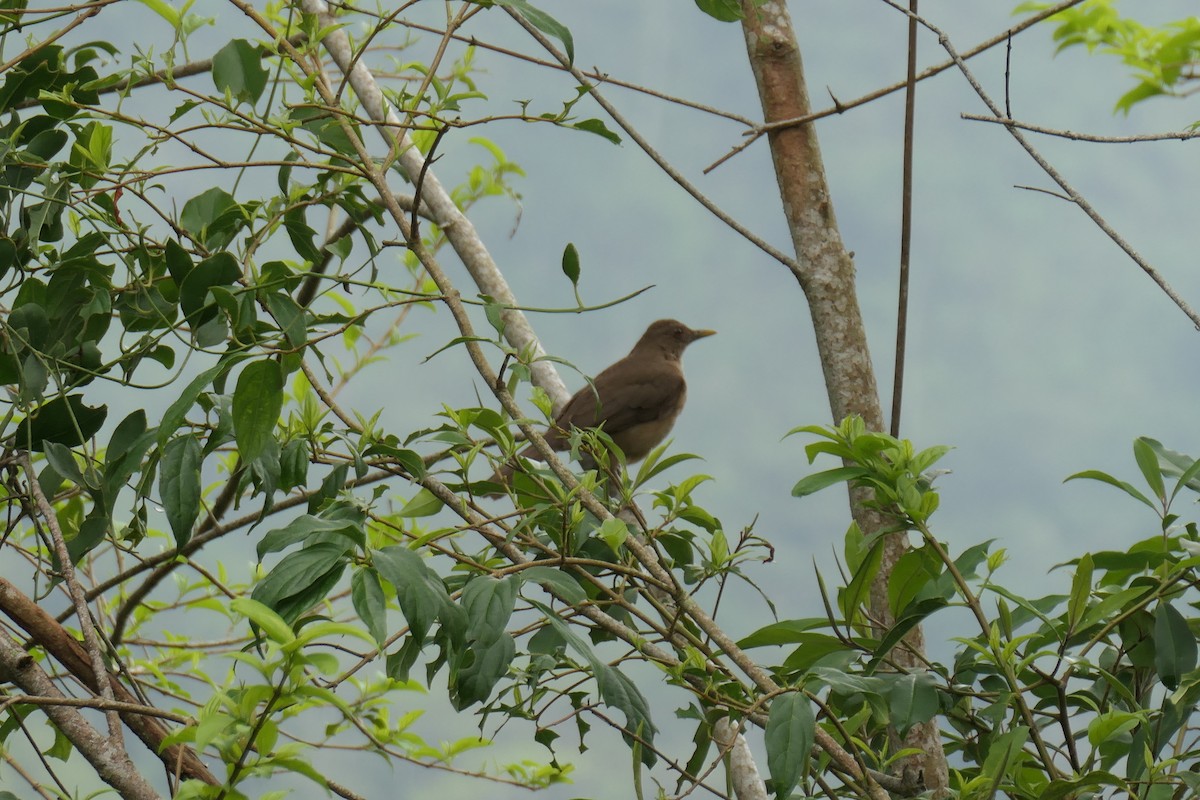 Clay-colored Thrush - Jason Griffin-Mauff