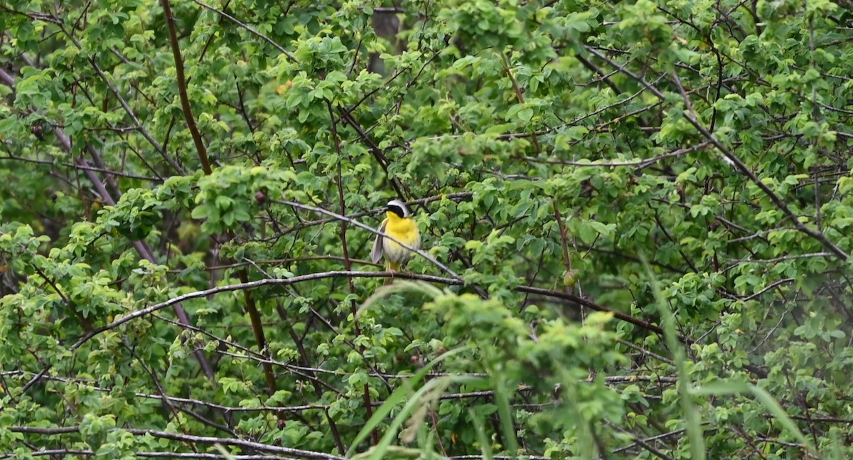 Common Yellowthroat - Ralph Erickson