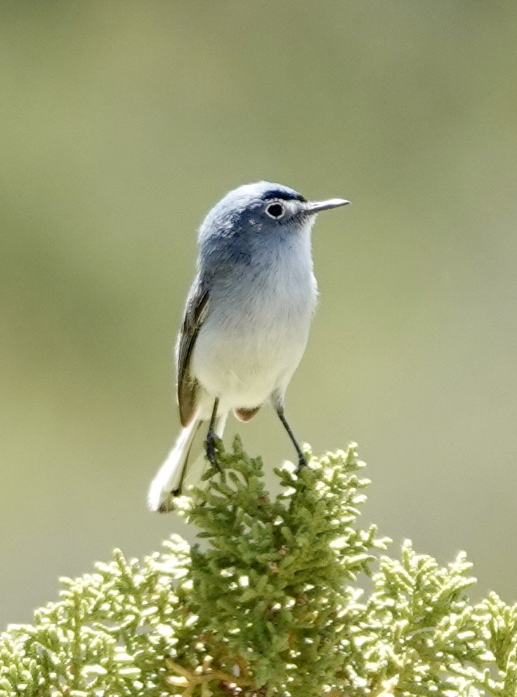 Blue-gray Gnatcatcher - Raymond Ortiz