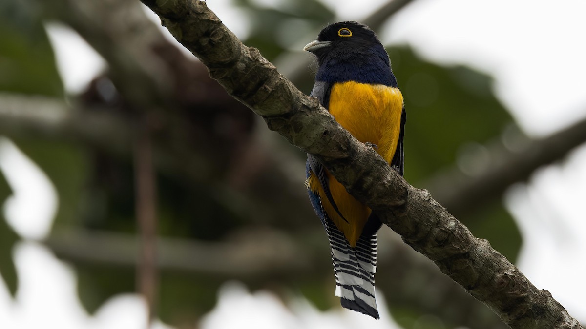 Gartered Trogon - John Andersen