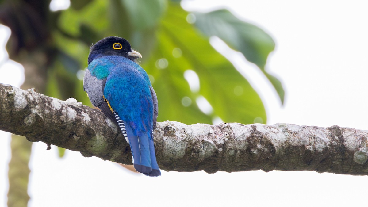 Gartered Trogon - John Andersen