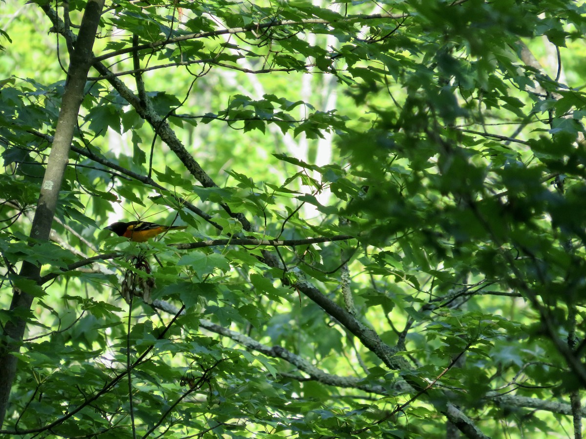 Baltimore Oriole - scott baldinger