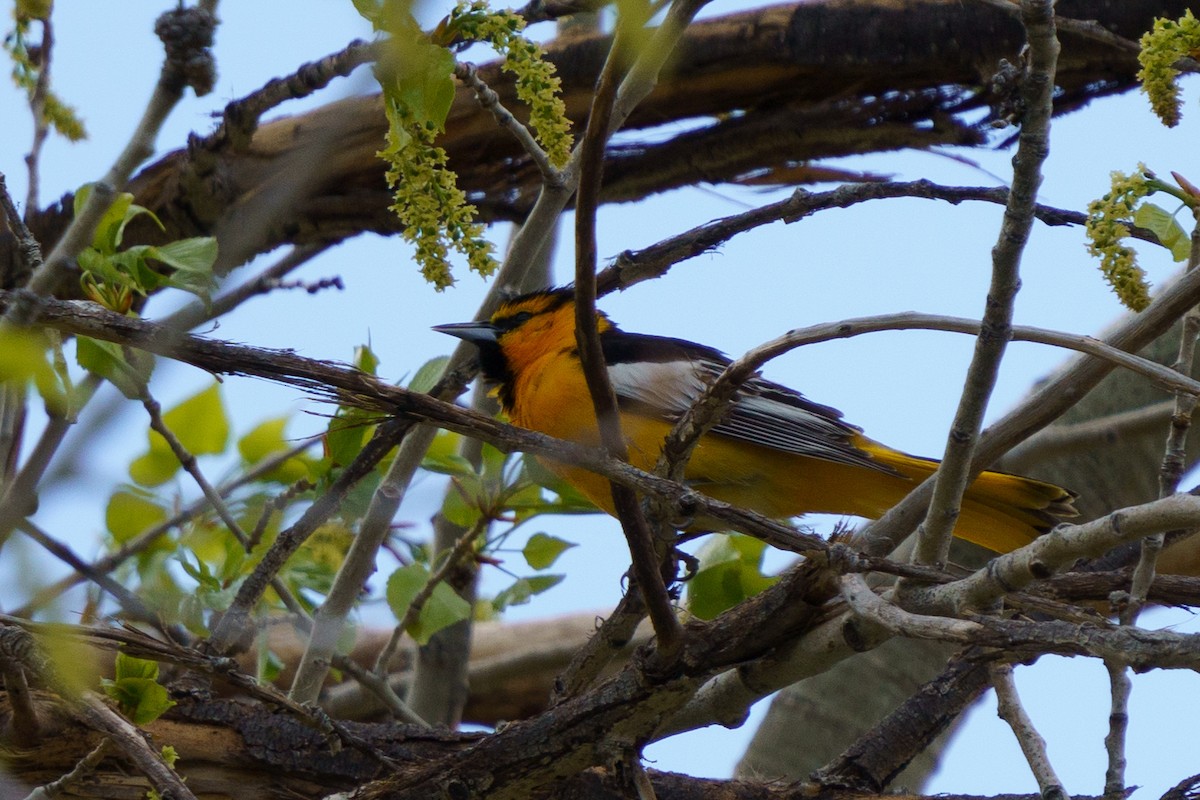 Bullock's Oriole - Conor Tompkins