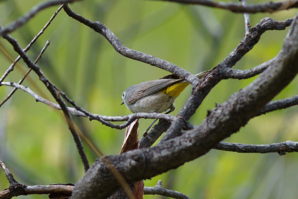 Virginia's Warbler - Conor Tompkins