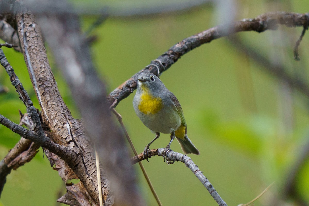 Virginia's Warbler - Conor Tompkins