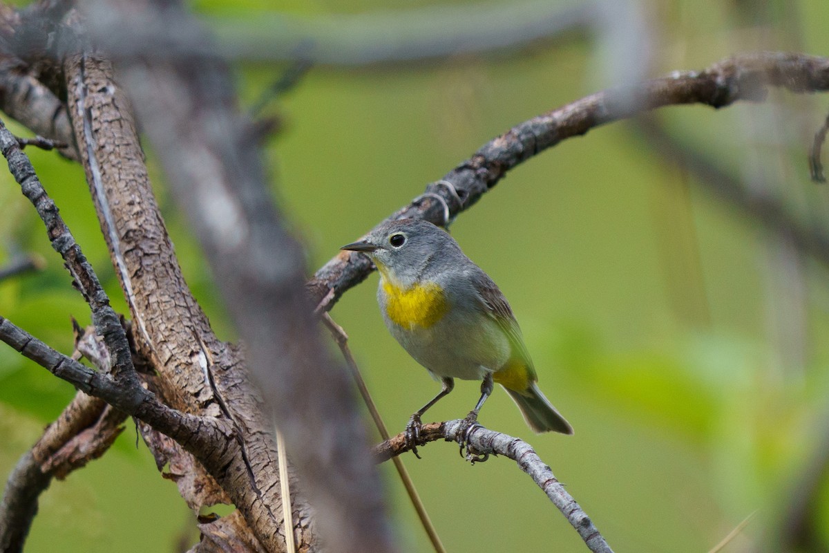 Virginia's Warbler - Conor Tompkins