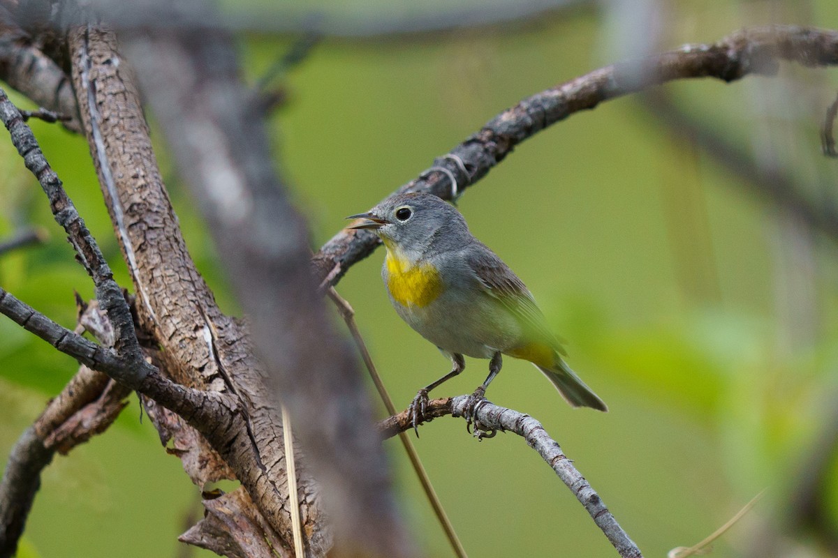 Virginia's Warbler - Conor Tompkins