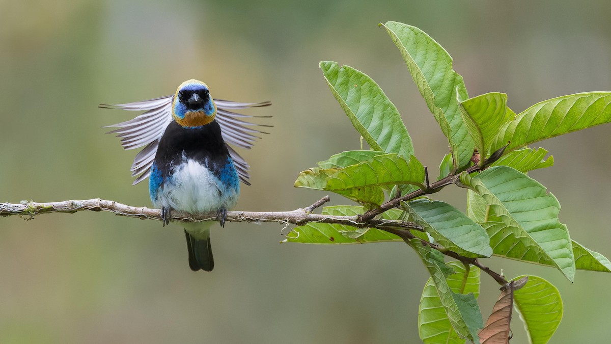 Golden-hooded Tanager - John Andersen