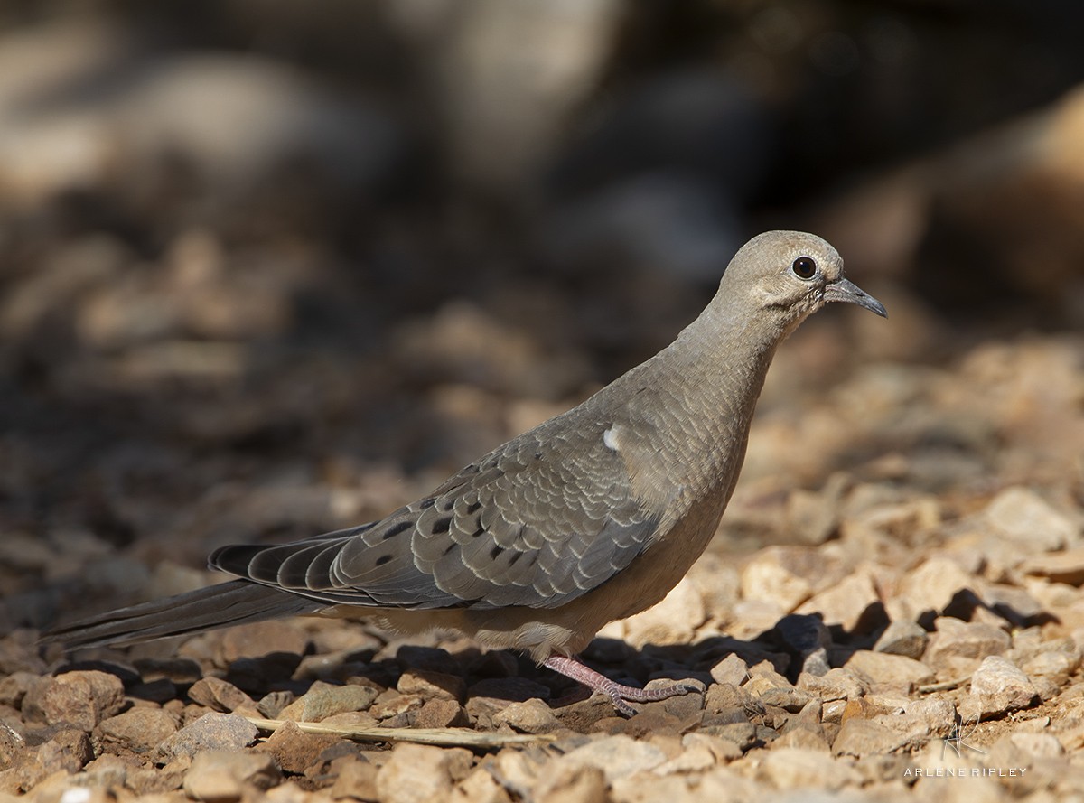 Mourning Dove - Arlene Ripley