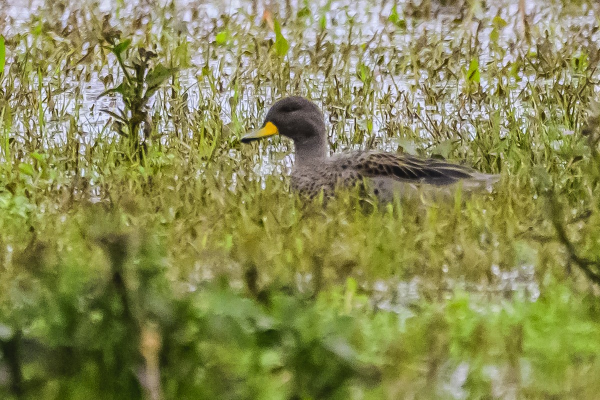 Yellow-billed Teal - Amed Hernández