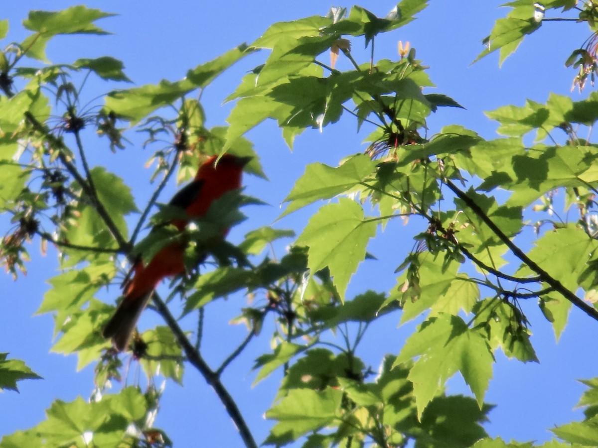 Scarlet Tanager - Lisa Lukawicz