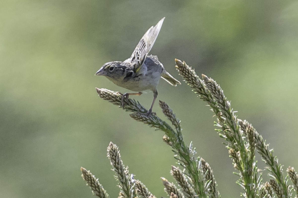 Grasshopper Sparrow - ML619539368